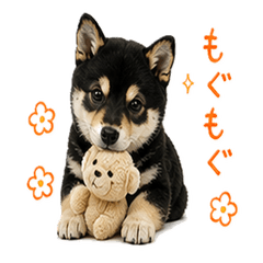 Little Black Shiba's Daily Life