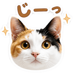 Calico Cat Stickers You Can Use Anytime
