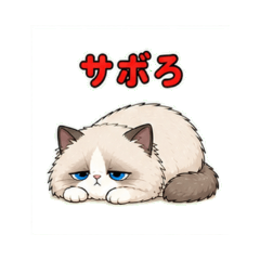 Ragdoll's Lazy Work Days