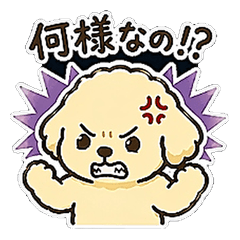 Maltipoo Bear3