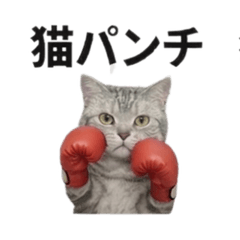 American Shorthair Feelings2