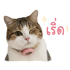 BingBong V.3
