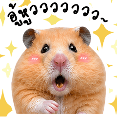 HOYA cute fat Hamster