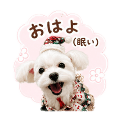 Komaru_20260503171937