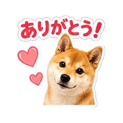 柴犬太郎的每日問候