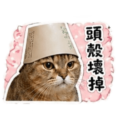 大哥小弟戲很多