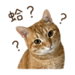 胖虎是我