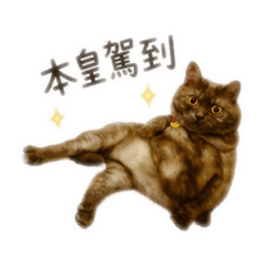 歐歐的生活