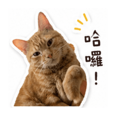 Cat cat cat。