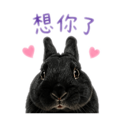 A兔5
