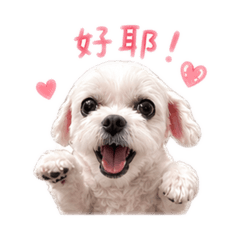 可愛小寶寶湯圓