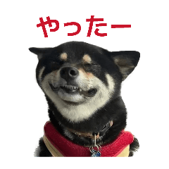 pinimaru_20260503174405
