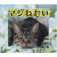 Moonchild_20260503174204