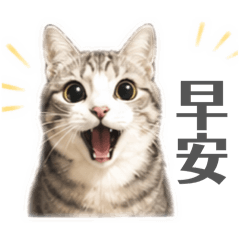 小十一喵