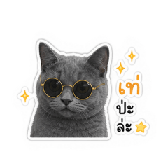 Cute gray cattyy