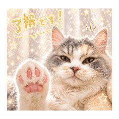 moka_cat_20260503182209