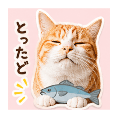 mama_20260503182218