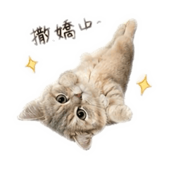 荷包蛋超口愛