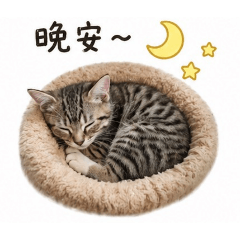 喵喵慵懶