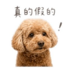 娃娃小朋友