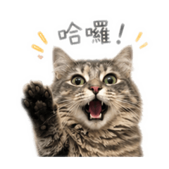 咪啾喵喵