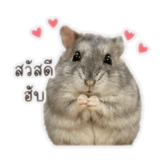 SOYA_20260428124300