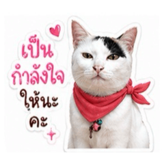 Moojii