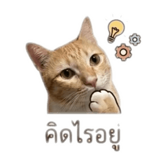 Thanaphon_20260430134648