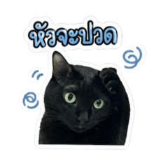 Meaow dum v.1