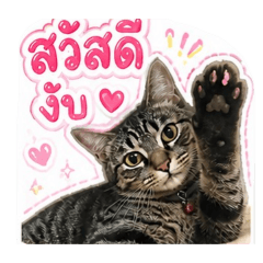 N'MildKub_20260503065916