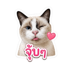 Little Fak Cat