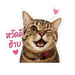 Hi Hachi 3
