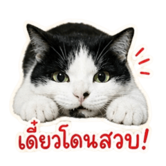 Saba Mood Cat
