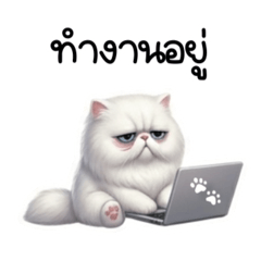 Cat so cute by faifai