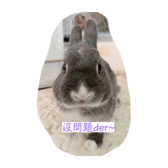 我叫小豬崽喲❤️