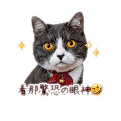 奇奇小姐