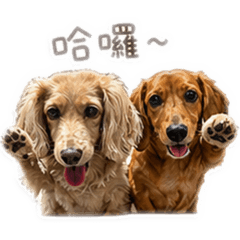 家有四寶 腸在一起