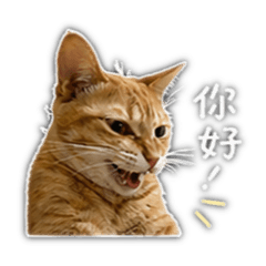 三隻小豬咪！！（餅乾篇）