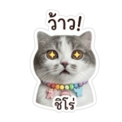 Shiro_20260428154500