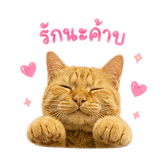 Sombat & Sompong_20260503153221