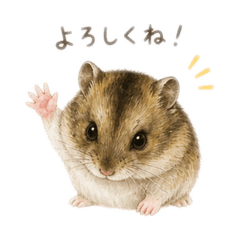 aki_20260503190239