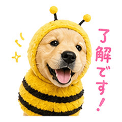 Golden Retriever Potechi 2