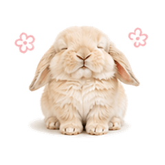 Soft feelings from a rabbit 3