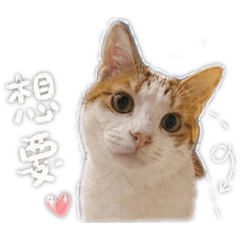 Pumpkin的貼圖1