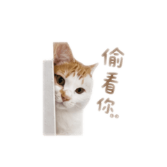 虎寶1