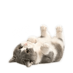 吉布寶寶卡哇伊