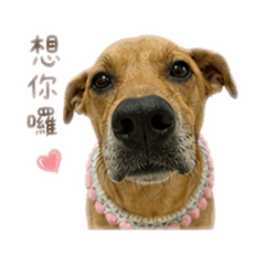 QQ呀呀2