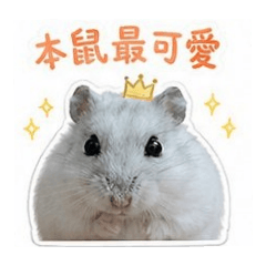 我是呼嚕嚕嚕