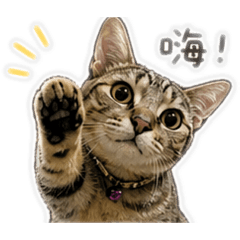 豆包是我
