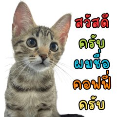 Coffee I am cat